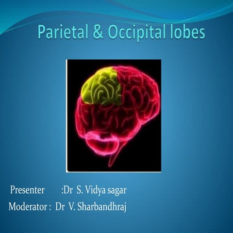 Parietal & occipital lobes