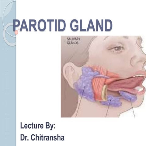 Parotid Gland