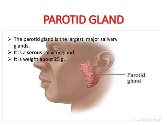 Anatomy of parotid gland | PPT