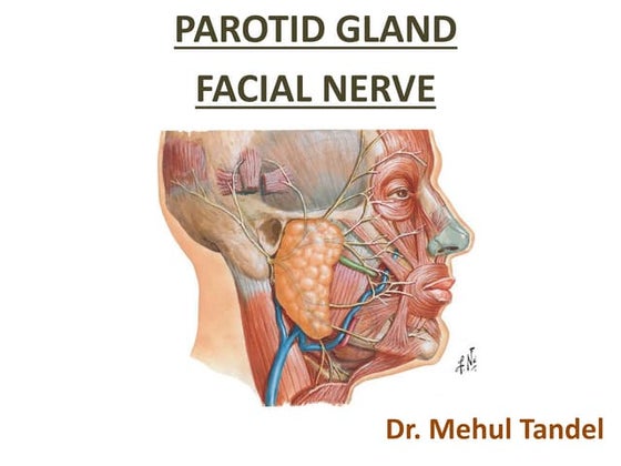 Anatomy of parotid gland | PPTX