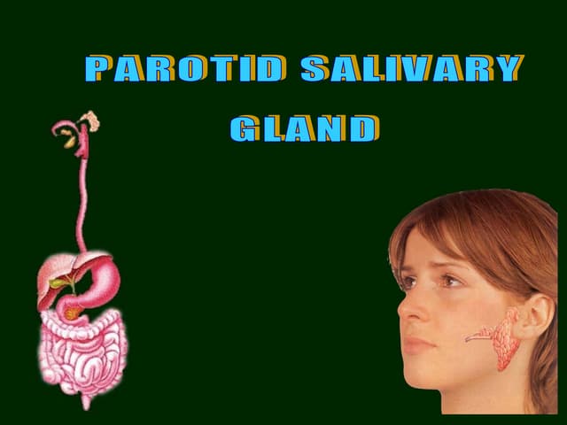Parotid salivary gland