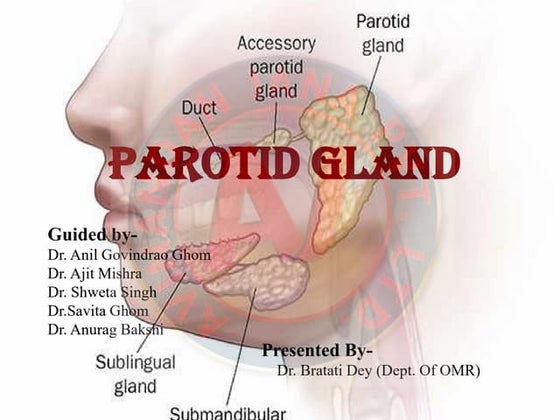 Anatomy of parotid gland | PPTX