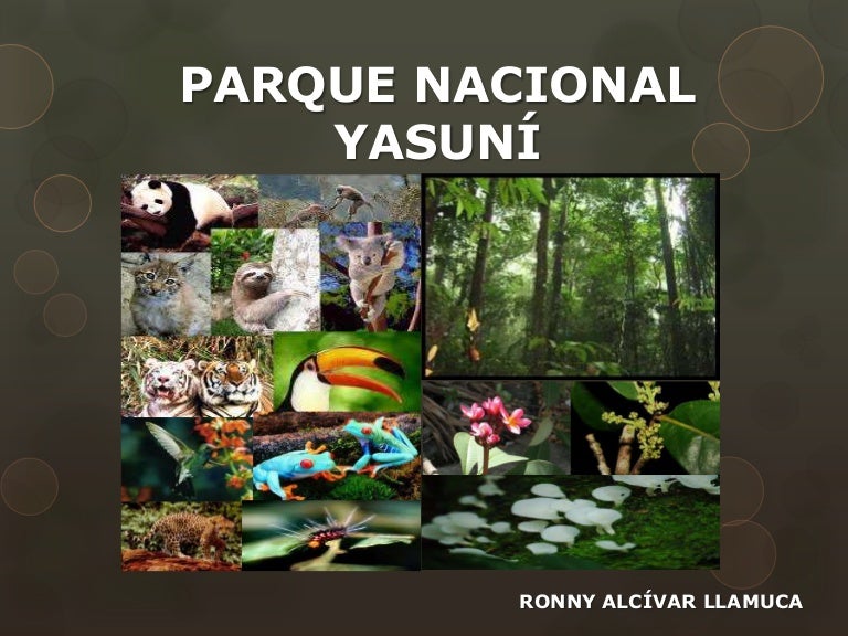 Parque nacional yasuní