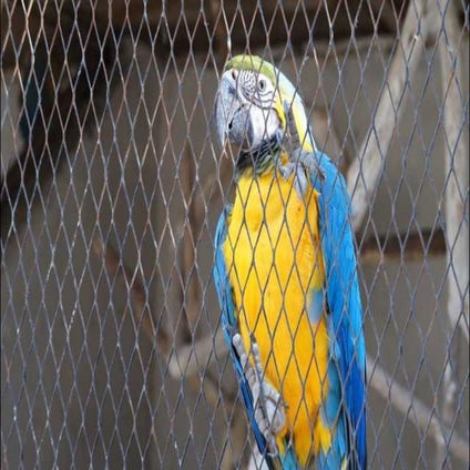 The Egyptian Parrot