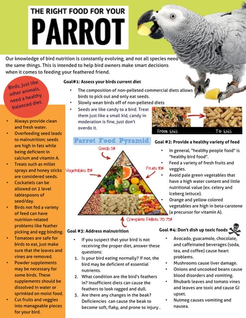 Parrot nutrition | PDF