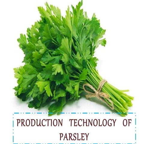 Parsley