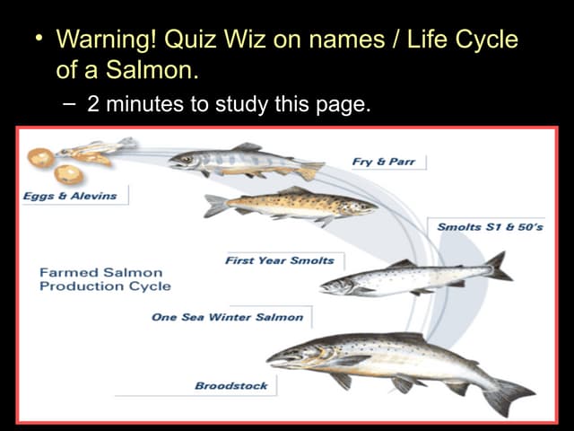Salmon and Fish Unit PowerPoint