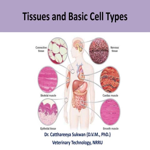 Part 1-Animal tissue and basic cell types.pptx