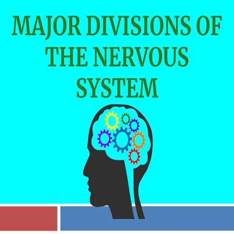 Part 1 - Nervous System_ Major Parts and Functions.pdf
