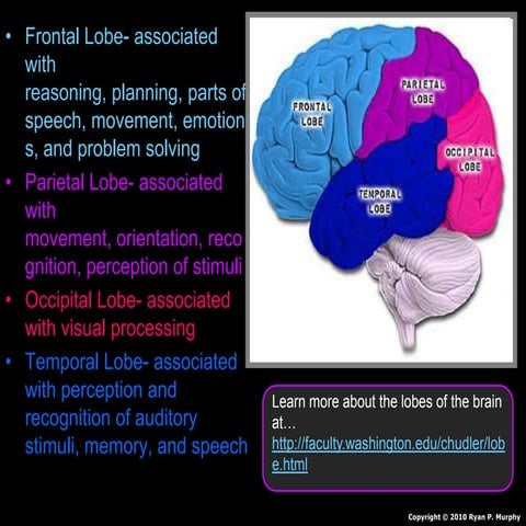 Nervous System (Part B), Senses, Hearing, Touch, Brain, Observation Skills an...