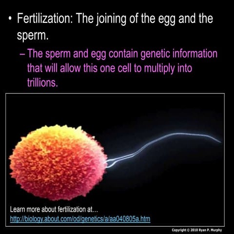 Reproductive System Lesson PowerPoint, Human Reproduction, Biology Lesson