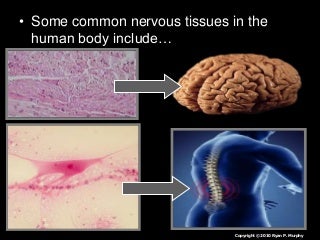 'levels of biological organization' on SlideShare