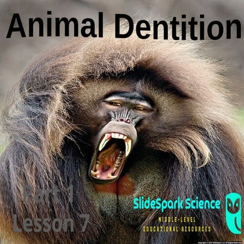 Animal Dentition Lesson for Middle School Ecology Unit, Types of Teeth, Incis...