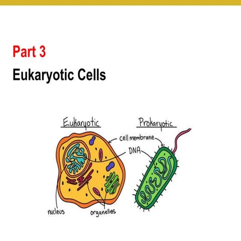 Part 3  Eukaryotic Cells_240406_234936.pdf