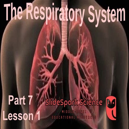Introduction to the Respiratory System Lesson, Middle School ...