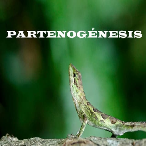 Partenogénesis y ciclo biológico de las abejas.