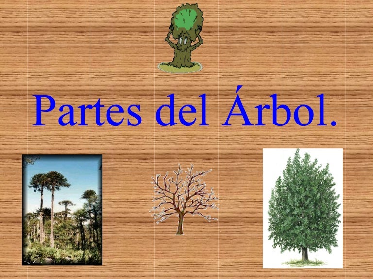 Partes Del áRbol