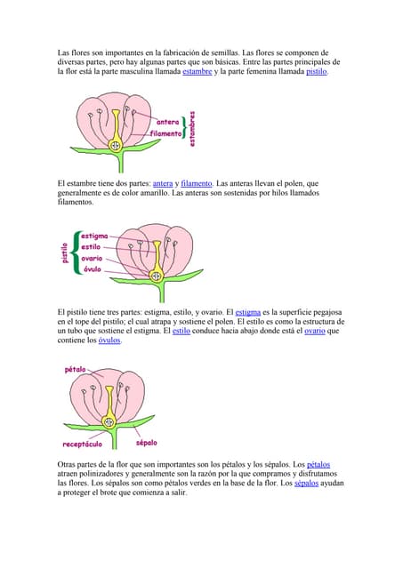 Guia estructura y función de la flor | PDF