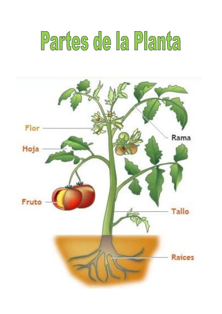 Partes de la Planta Trabajo Práctico de Word