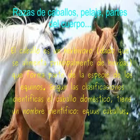 Partes de los caballos, sus pelajes ... de alejandro k.n