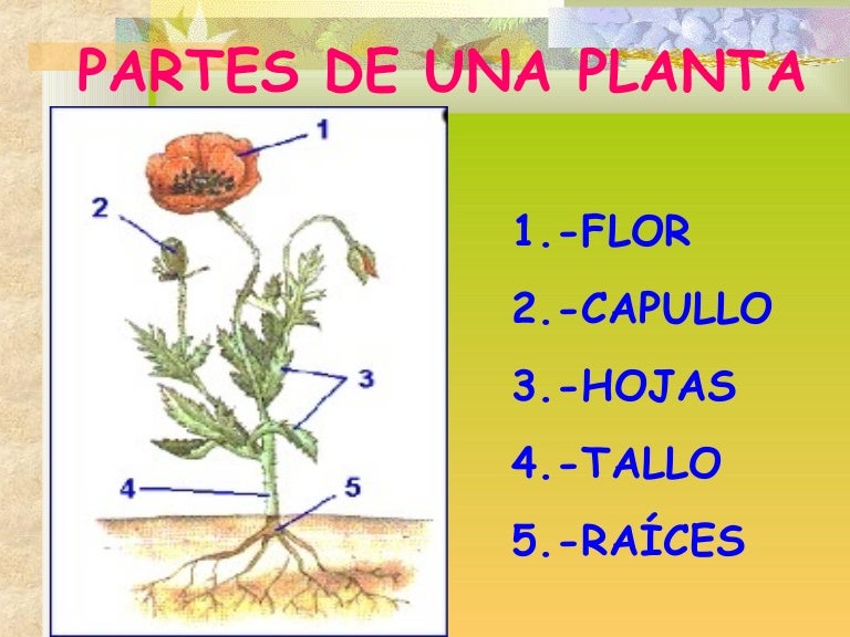 Partes De Una Planta En Ingles