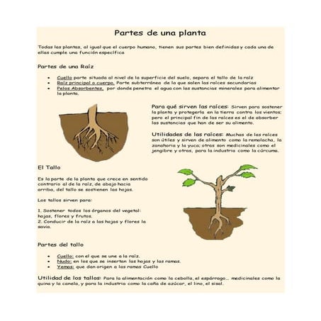 Partes de una planta