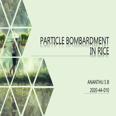 PARTICLE BOMBARDMENT IN RICE PLANT .pptx