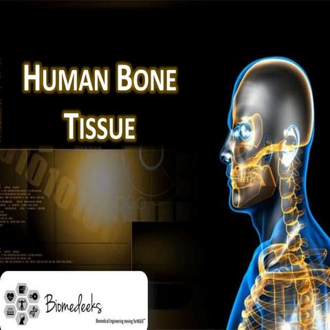 Human Bone Tissue