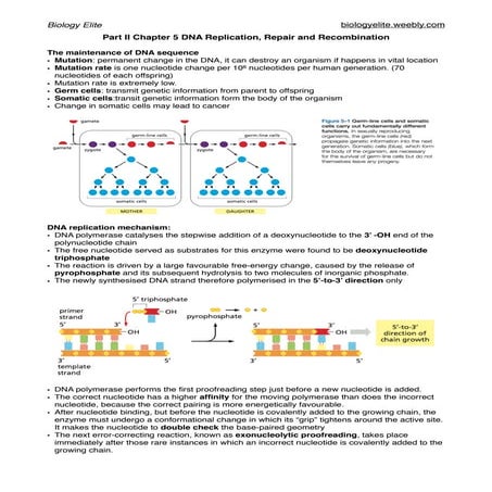 DNA replication, repair and recombination Notes