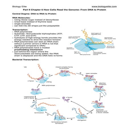 How cells read the genome from DNA to protein Notes
