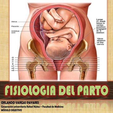 Fases uterinas del parto | PPT