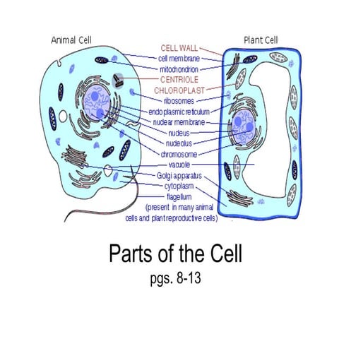 Parts of the Cell