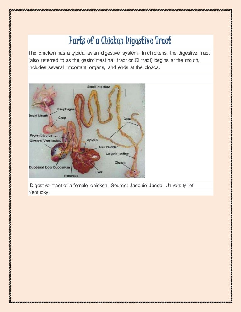 Parts of a chicken digestive tract