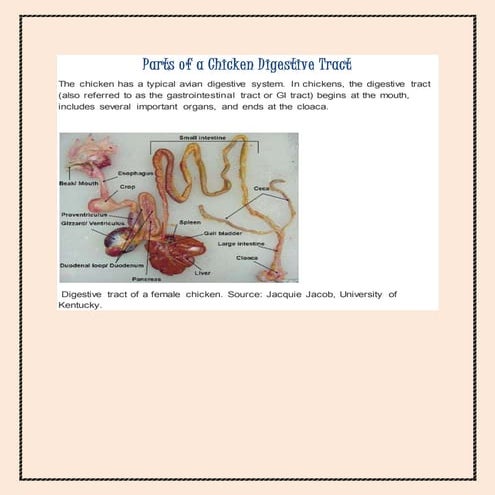 Parts of a chicken digestive tract 