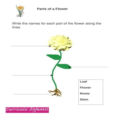Parts of a flower