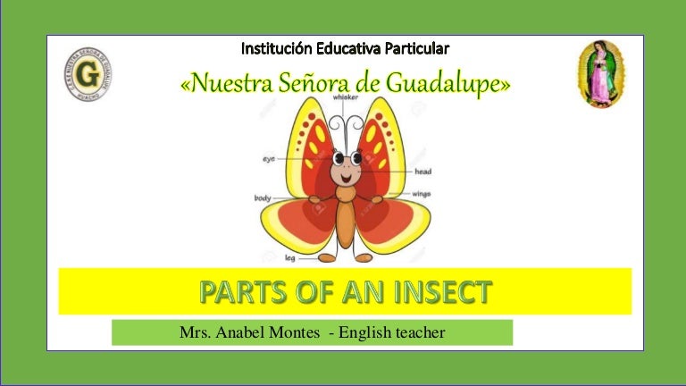 Parts of an insect