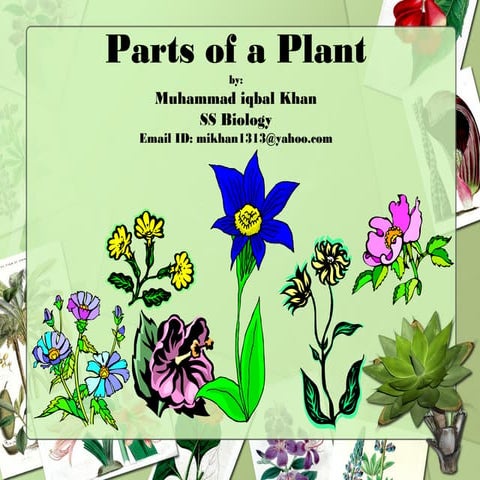 Parts of a plant