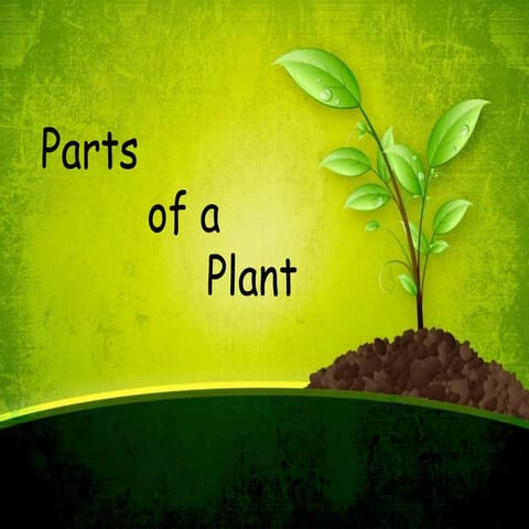 Parts of a Plant