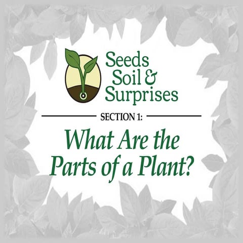 What Are the Parts of a Plant?