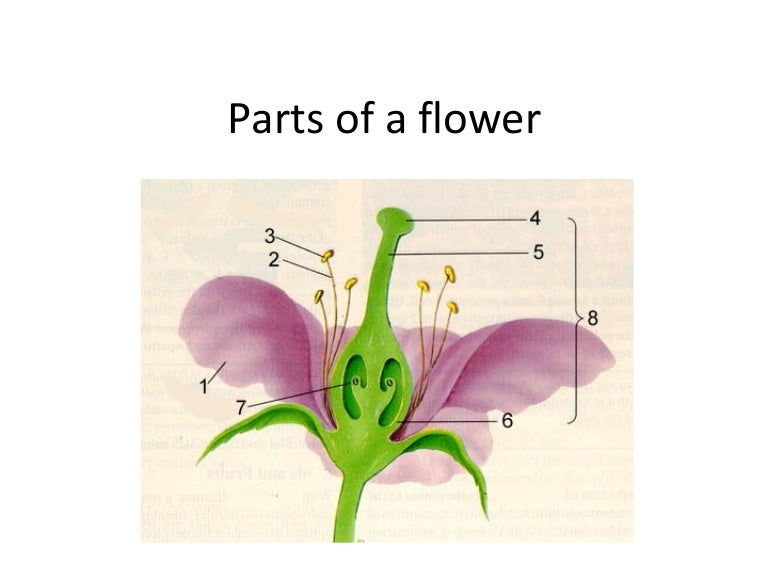 Parts of a flower parts of flower diagram 
