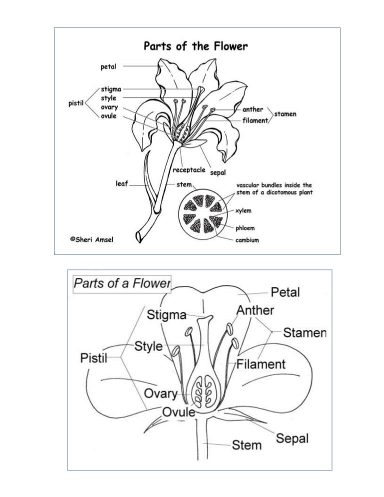 Parts of flower
