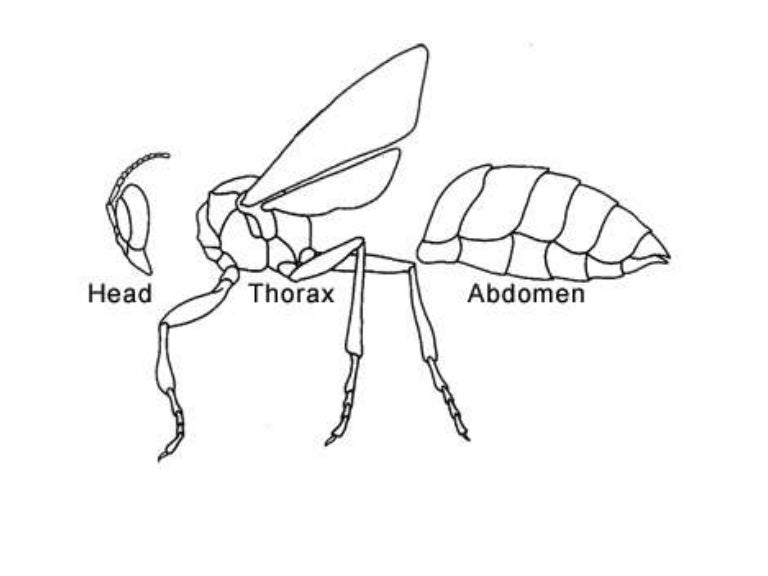 Parts of insect