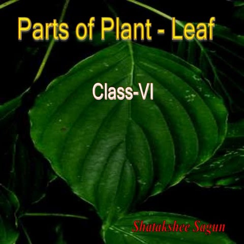 Leaf- Parts of plant - part-1