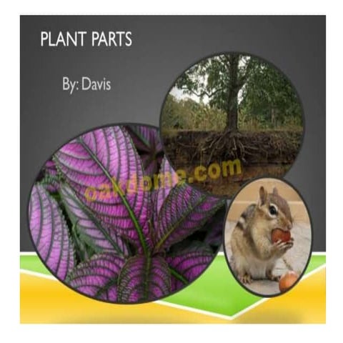 Parts of plants