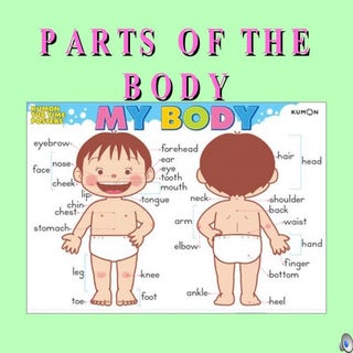 Parts of the body