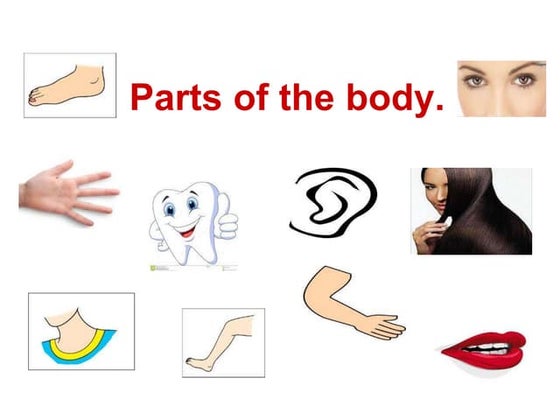 Body parts kindergarten open class or topic | PPT