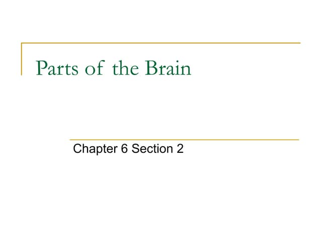 Parts of the brain
