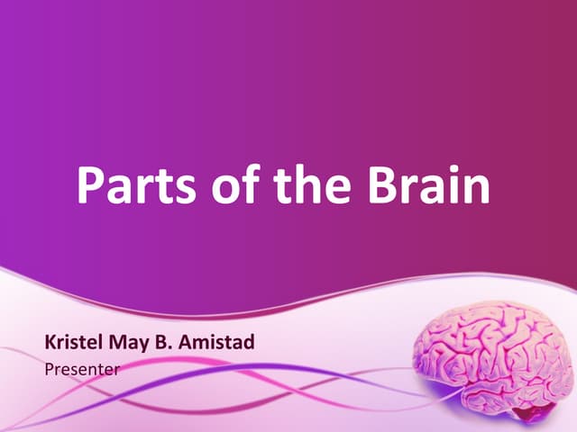 Parts of the brain
