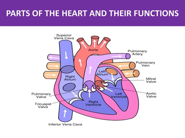 3 internal features of the heart | PPTX