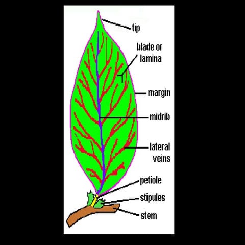 Leaf | PPTX